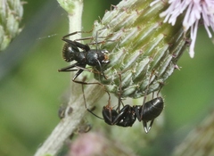 Camponotus