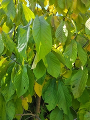 Asimina triloba