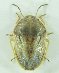 Neottiglossa bifida