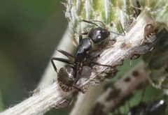 Camponotus