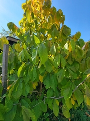 Asimina triloba