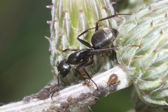 Camponotus