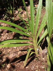 Cyrtopodium macrobulbon