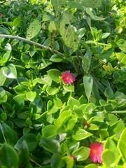 Mesembryanthemum cordifolium