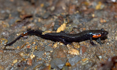 Desmognathus imitator