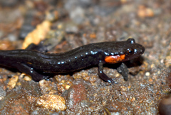 Desmognathus imitator