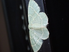 Chlorochlamys chloroleucaria