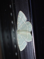 Chlorochlamys chloroleucaria