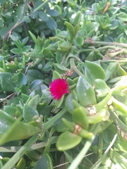 Mesembryanthemum cordifolium