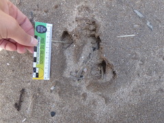 Hydrochoerus hydrochaeris