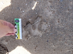 Hydrochoerus hydrochaeris