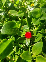 Mesembryanthemum cordifolium