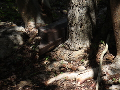 Sceloporus chrysostictus