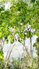 Koelreuteria bipinnata