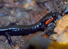 Desmognathus imitator