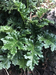 Acanthus mollis