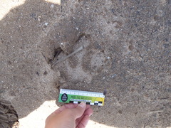 Hydrochoerus hydrochaeris