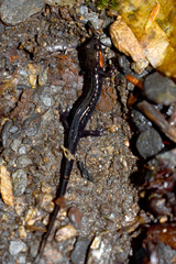 Desmognathus imitator
