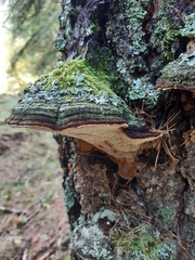 Porodaedalea laricis
