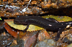 Plethodontinae