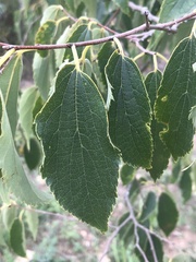 Celtis australis
