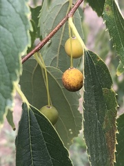 Celtis australis