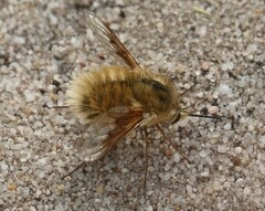Bombyliinae