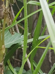 Prosapia ignifera