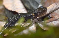 Plethodontinae