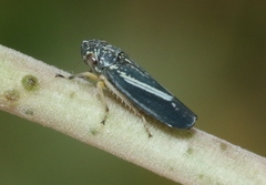 Graphocephala lugubris
