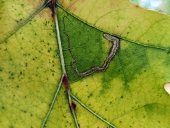 Stigmella quercipulchella