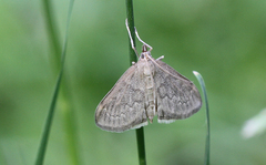 Anania fuscalis