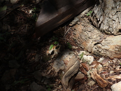 Sceloporus chrysostictus