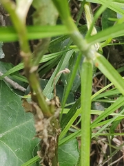 Prosapia ignifera