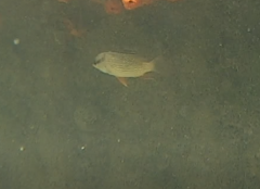 Lutjanus griseus