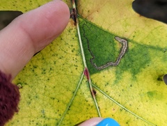 Stigmella quercipulchella