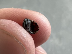 Echinolittorina ziczac