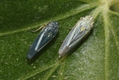 Graphocephala lugubris