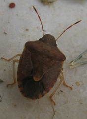 Peribalus strictus strictus