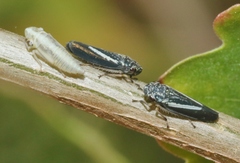 Graphocephala lugubris