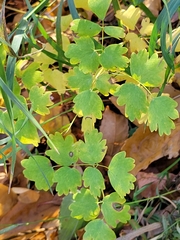 Thalictrum venulosum