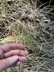 Agrostis exarata