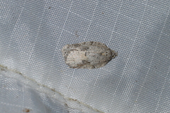 Acleris placidana