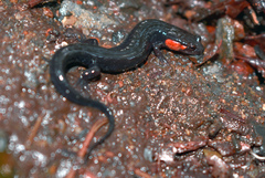 Desmognathus imitator