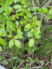 Forestiera ligustrina