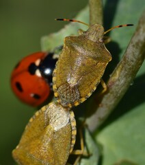 Peribalus strictus vernalis