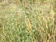 Dactylis glomerata hispanica