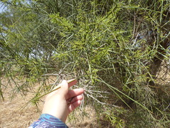 Prosopis kuntzei