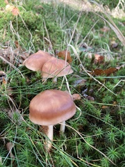 Rhodocollybia