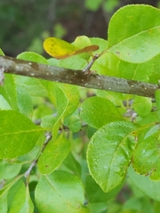 Forestiera ligustrina